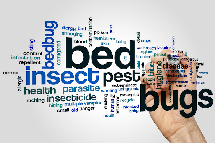 Bed bugs word cloud concept on grey background